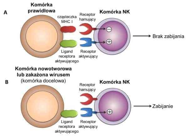 Komórki NK wychwytują komórki nowotworowe 1