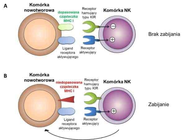 aktywacja komórek NK