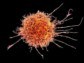komórki NK, naturalni zabójcy