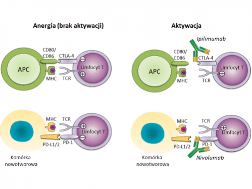 Ryc. 1 Zahamowanie aktywności limfocytów T poprzez punkty kontrolne oraz ich reaktywacja po związaniu przeciwciał monoklonalnych (ipilimumabu i nivolumabu) z receptorami CTLA-4 i PD-1. Skróty: Ag: antygen; APC – komórka prezentujaca antygen (ang. antigen presenting cell); CD80/CD86: cząsteczki ko-stymulujące, ligandy receptora CTLA-4; PD-L1/2: ligandy receptora PD-1.