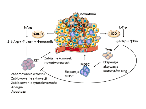 Ryc 2. Rola enzymów degradujących argininę (L-Arg) i tryptofan (L-Trp) w generowaniu supresyjnego mikrośrodowiska w guzie. Skróty: ARG-1: arginaza-1; CLT: cytotoksyczne limfocyty T; IDO: 2,3-dioksygenaza indolowa; kin: kinurenina; L-Arg: L-arginina; L-orn: L-ornityna; L-Trp: L-tryptofan; MDSC: mieloidalne komórki supresorowe; Treg: limfocyty regulatorowe.